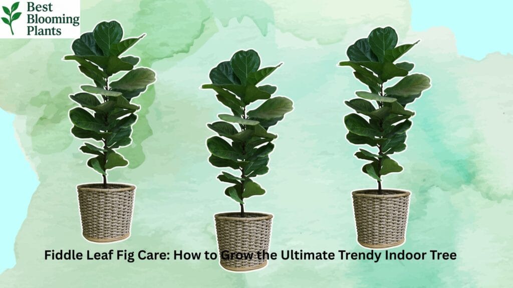 A tall Fiddle Leaf Fig tree in a stylish white pot