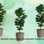 A tall Fiddle Leaf Fig tree in a stylish white pot