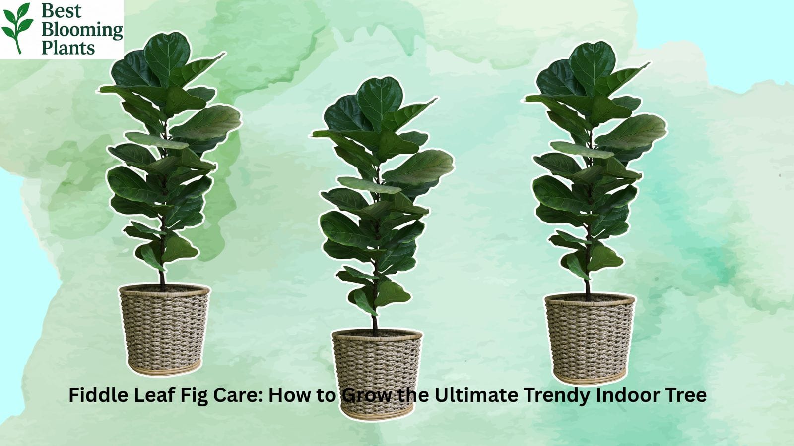 A tall Fiddle Leaf Fig tree in a stylish white pot