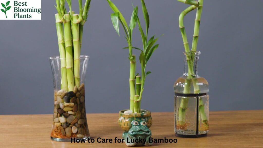Healthy green Lucky Bamboo leaves in a low light room