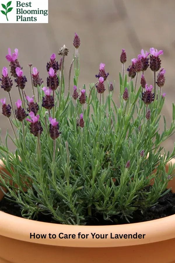 How to prune lavender for better growth