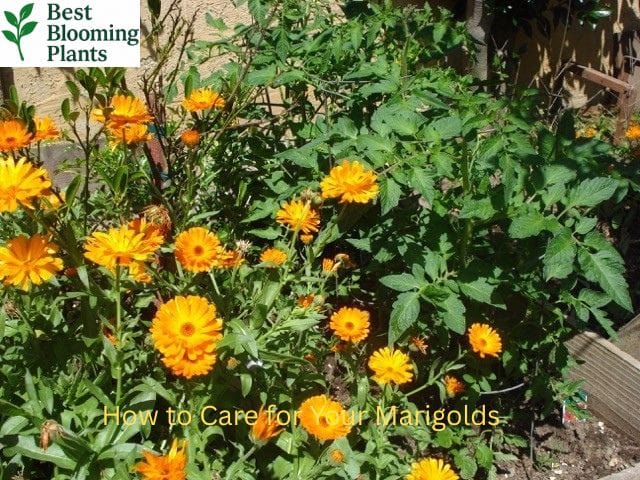 How to deadhead marigolds for more flowers