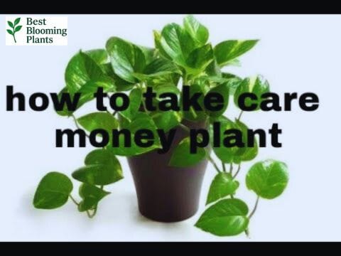 How to propagate money plant in water bottle