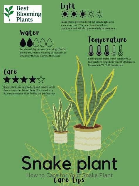 Different types of Sansevieria snake plants