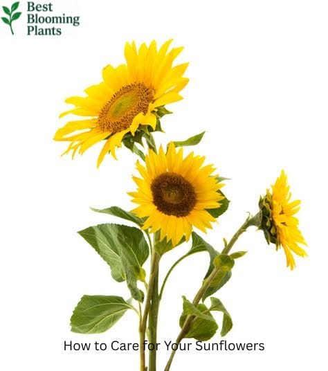 How to support tall sunflower stems from wind