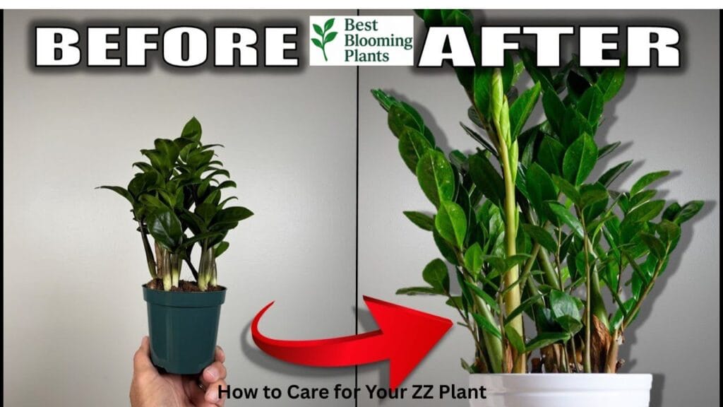 ZZ plant leaves being wiped clean with a cloth