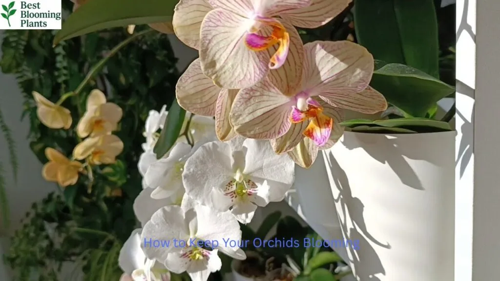 Beautiful pink Phalaenopsis orchid in a white pot