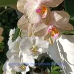 Beautiful pink Phalaenopsis orchid in a white pot