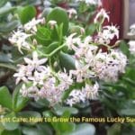 A beautiful Jade Plant in a ceramic pot near a sunny window