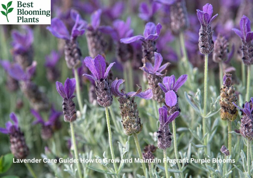 Purple Lavender flowers in a sunny garden