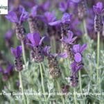 Purple Lavender flowers in a sunny garden