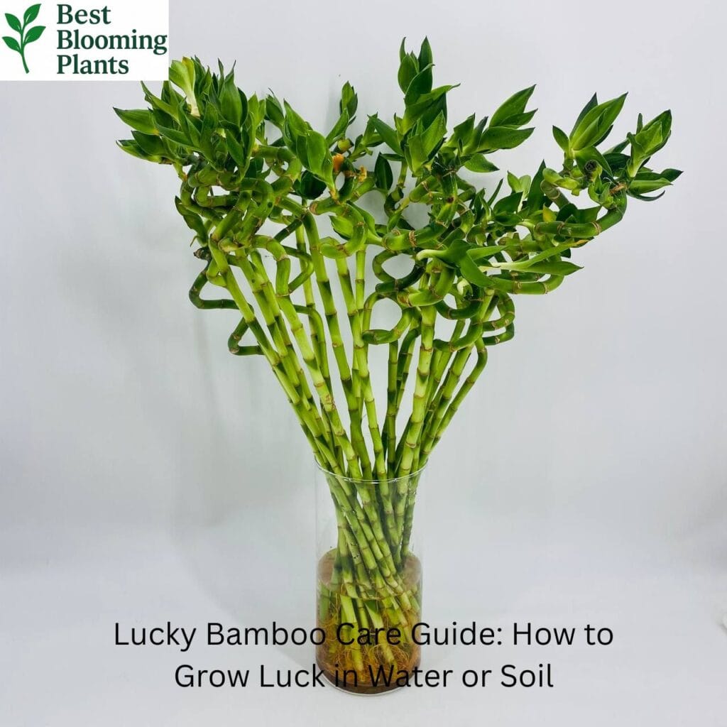 Lucky Bamboo stalks growing in a glass vase with water and pebbles