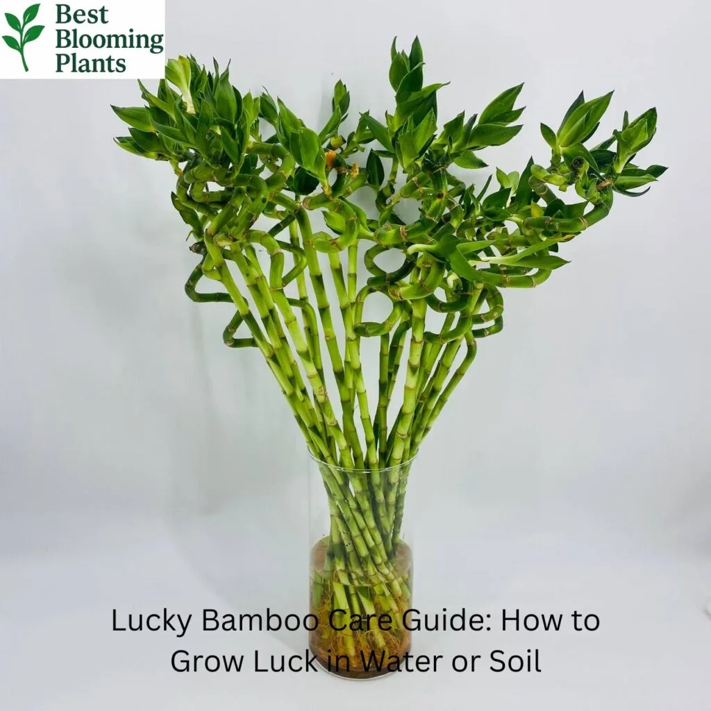 Lucky Bamboo stalks growing in a glass vase with water and pebbles