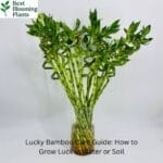 Lucky Bamboo stalks growing in a glass vase with water and pebbles