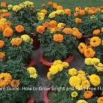 Bright orange Marigold flowers in a garden bed
