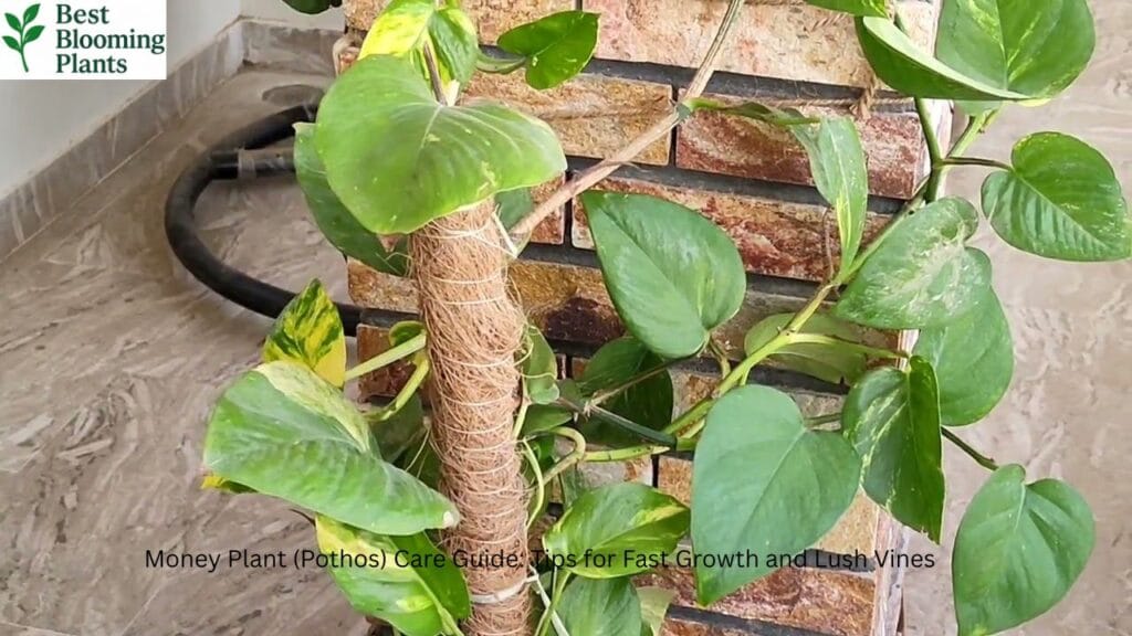 Money plant in a pot with long trailing vines