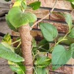 Money plant in a pot with long trailing vines