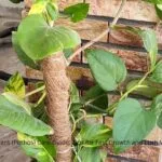 Money plant in a pot with long trailing vines