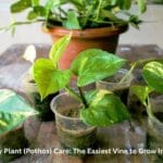 A lush green Money Plant vine trailing down from a bookshelf