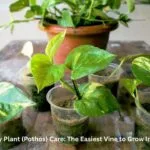 A lush green Money Plant vine trailing down from a bookshelf