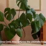 A large Monstera Deliciosa plant with beautiful leaf holes in a living room