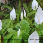 Peace Lily plant with white blooms care guide