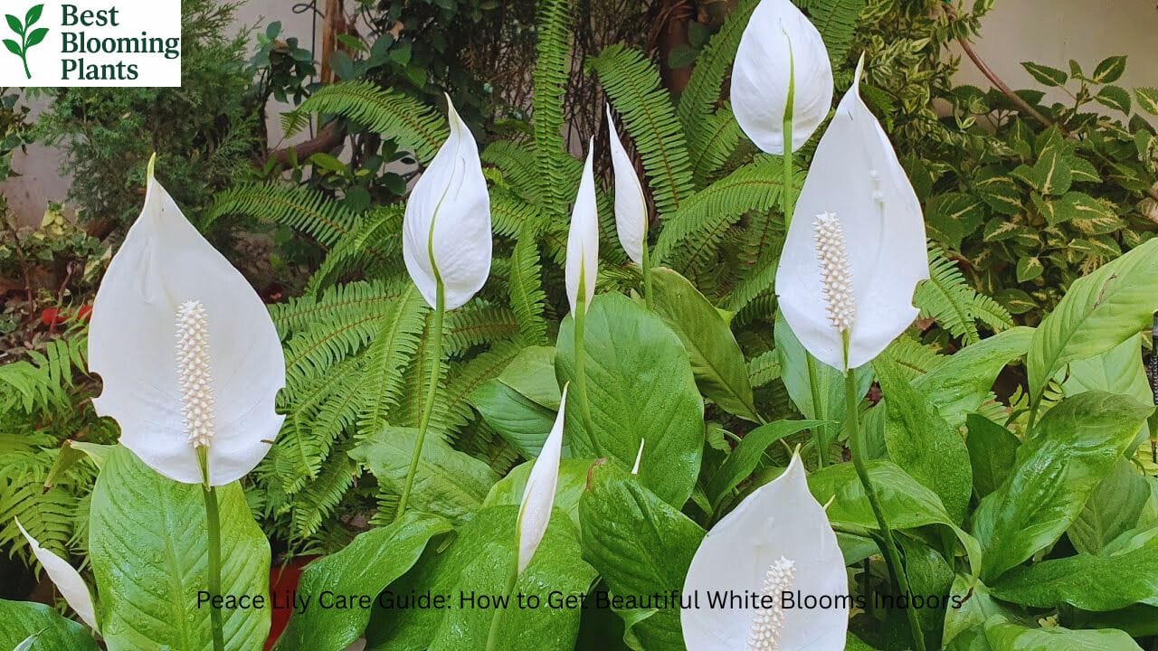 Peace Lily plant with white blooms care guide