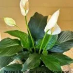 A beautiful Peace Lily plant with white flowers in a grey pot