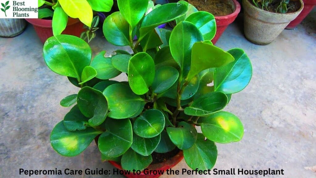 Heart-shaped red flowers of an Anthurium Flamingo plant