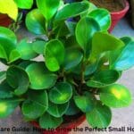 Heart-shaped red flowers of an Anthurium Flamingo plant