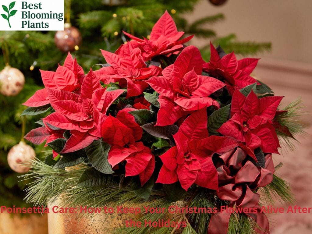 A vibrant red Poinsettia plant in a festive pot