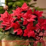 A vibrant red Poinsettia plant in a festive pot