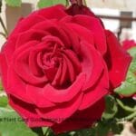Best rose plant care tips for beginners
