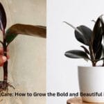 A tall Rubber Plant with shiny dark leaves in a modern living room