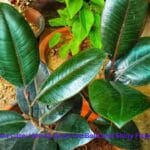 Large Rubber Plant with dark glossy leaves in a modern living room