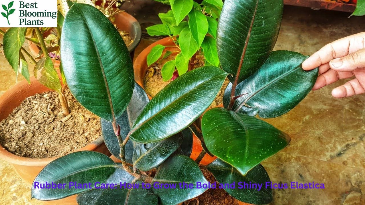 Large Rubber Plant with dark glossy leaves in a modern living room