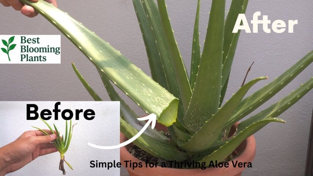 Cutting an Aloe Vera leaf to reveal the healing gel inside