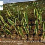 Snake plant care guide for bedroom air purification