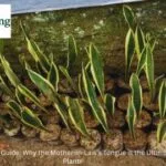 Snake plant care guide for bedroom air purification