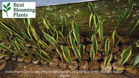 Snake plant care guide for bedroom air purification