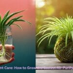 Healthy Spider Plant in a hanging basket with babies dangling down