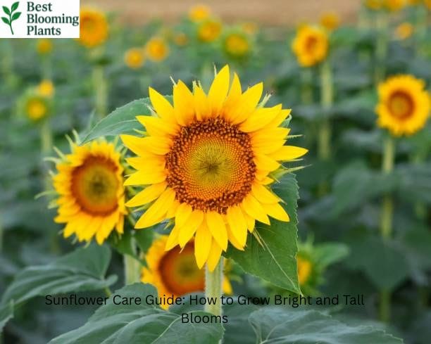 Tall yellow sunflowers blooming under bright blue sky