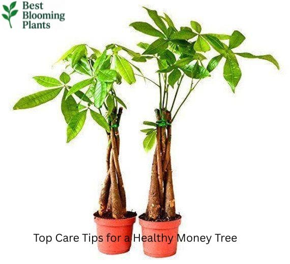 How to water a Money Tree properly to avoid root rot
