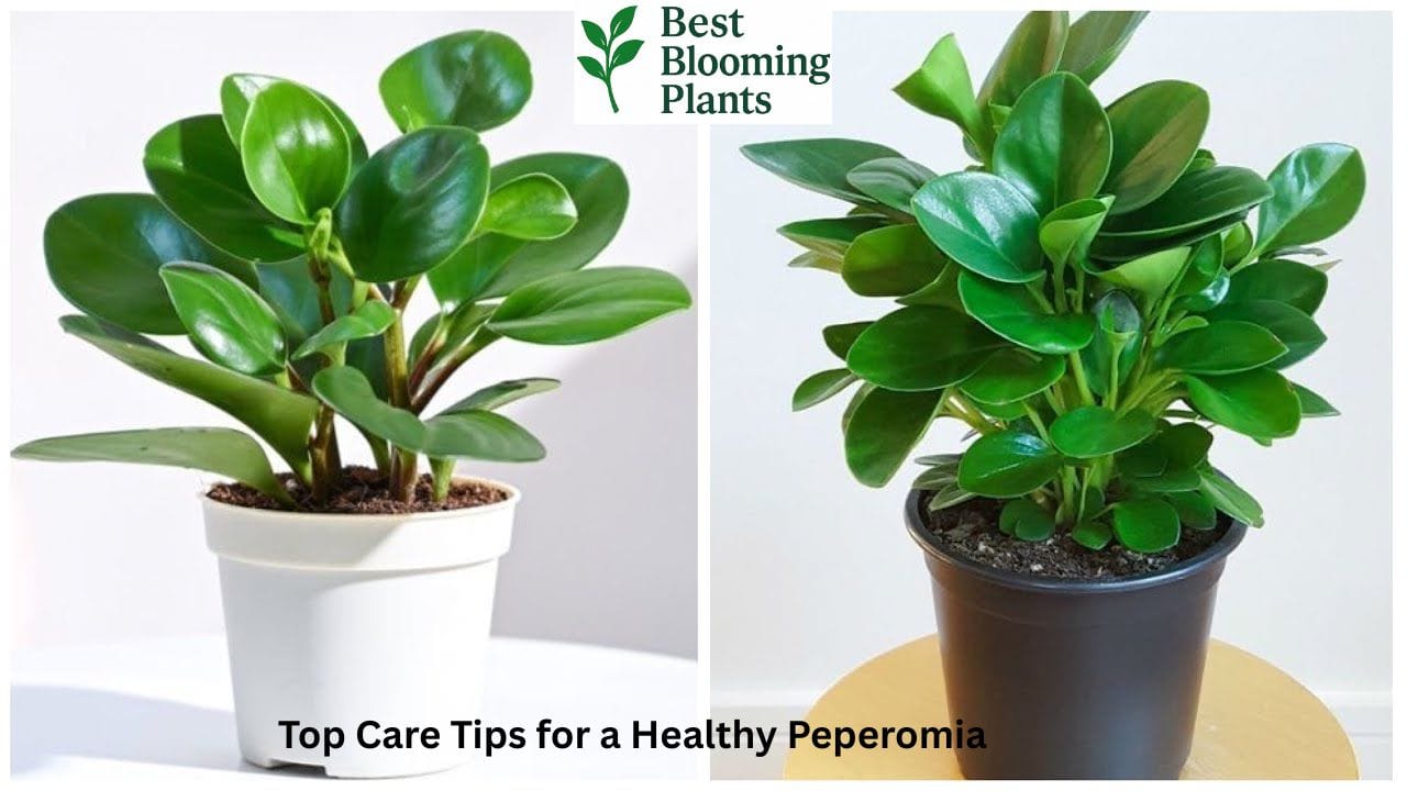 Peperomia plant in a modern ceramic pot near a window