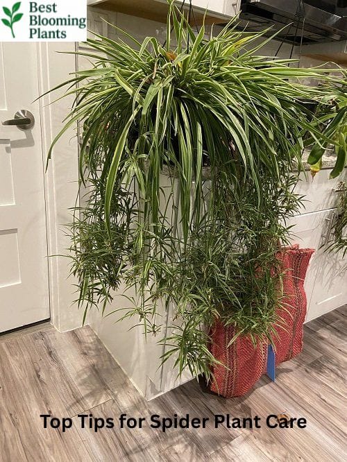 Learn how to care for Spider Plants. Discover tips on lighting, watering, and how to propagate spiderettes to grow your indoor garden for free