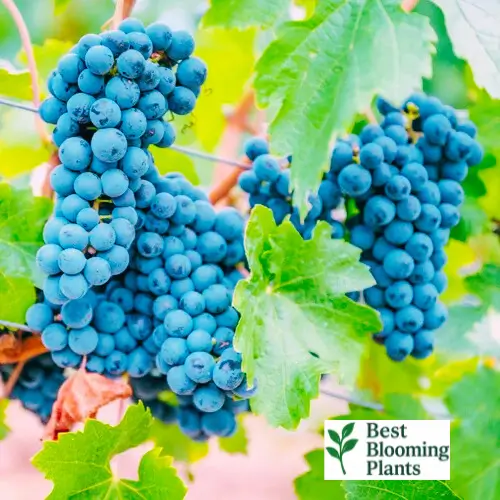 The Ultimate Guide to Concord Grapes: Taste, Health, and Growing Tips