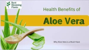 How to harvest aloe vera gel at home