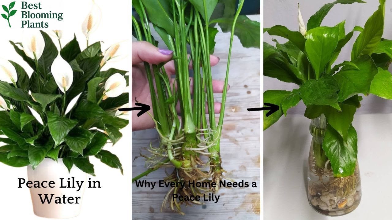 Drooping Peace Lily leaves showing the plant needs water