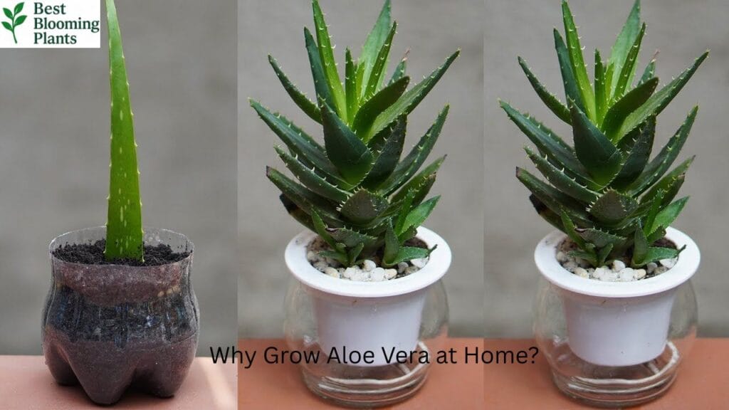 How to harvest gel from an Aloe Vera leaf