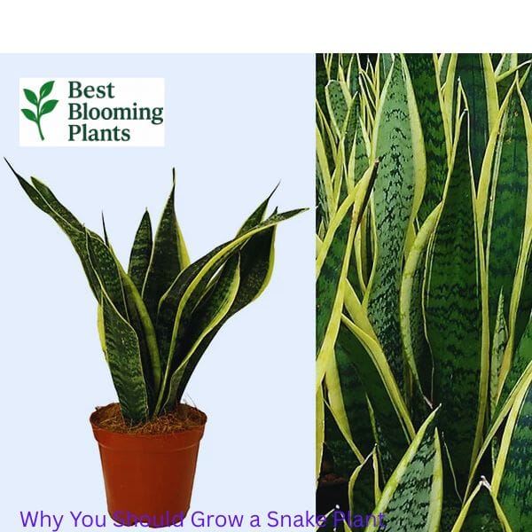  How to water a snake plant correctly